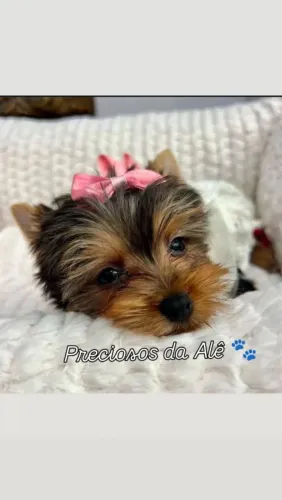 Yorkshire Macho e Fêmea C/ Pedigree 