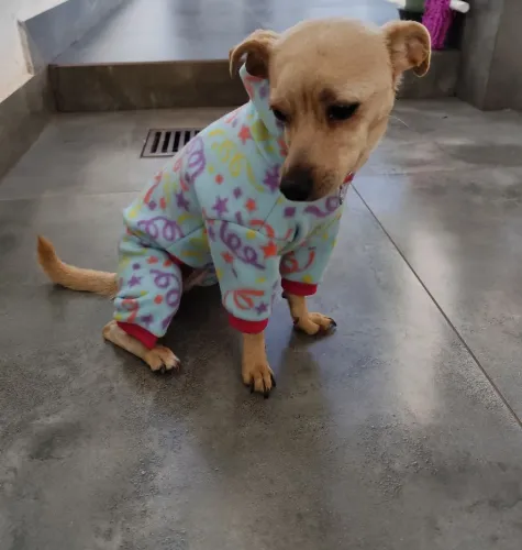 Cachorrinha doação 