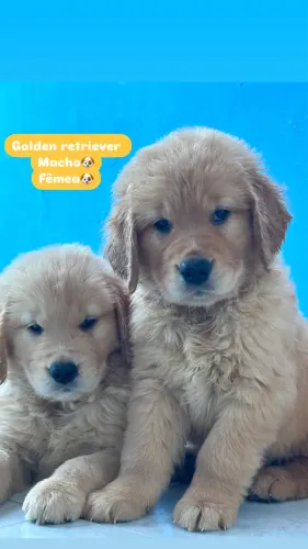 Golden retriever com Pedigree