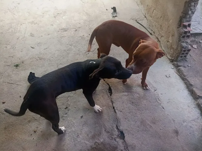 Cachorro ?