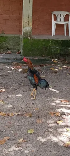 Frango preto