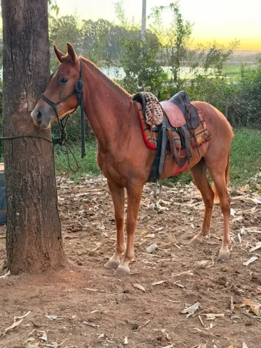 Potra Mangalarga