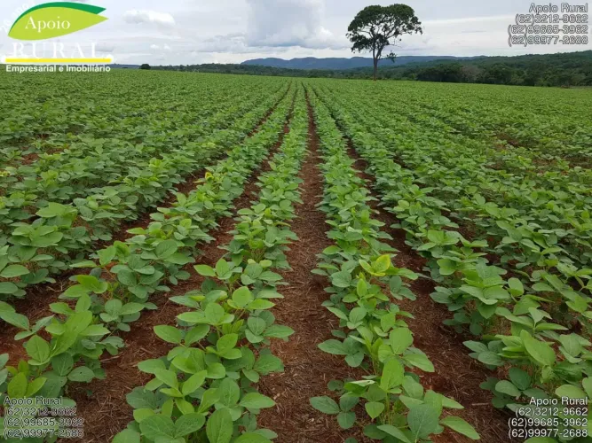 Fazenda de soja a 70 km de Goinia-Go