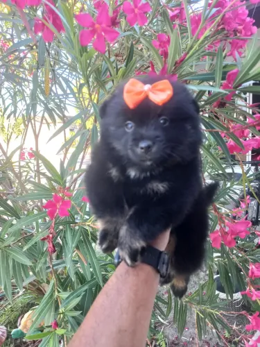 Spitz Alemão Fêmea ( padrão anão )