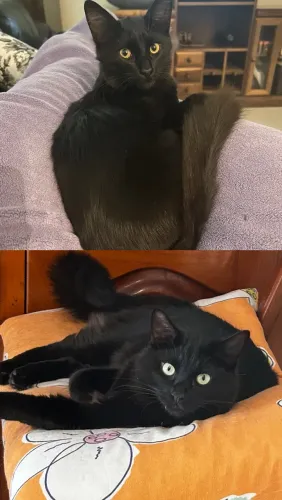 Adoção gatos adultos