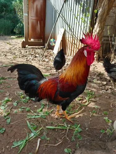 Galo Legorne