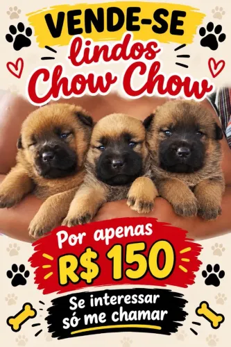 Chow Chow
