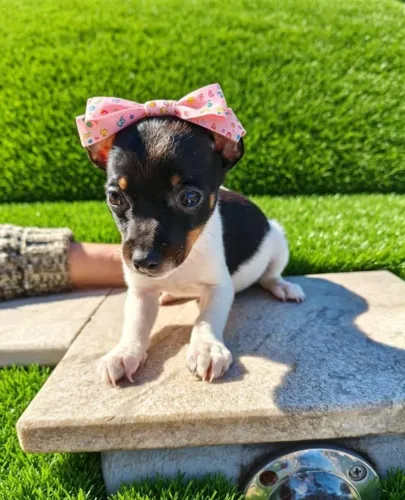 Pequena Anjinha de Quatro Patas