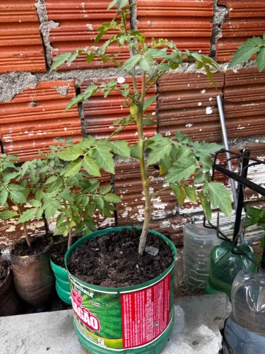 Mudas tomate cereja adulto com tomatinhos