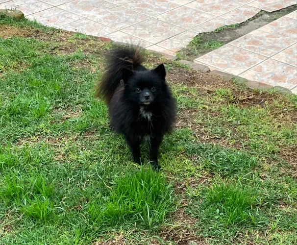 Spitz alemão fêmea 