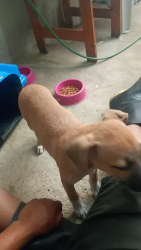 Doando cachorrinha