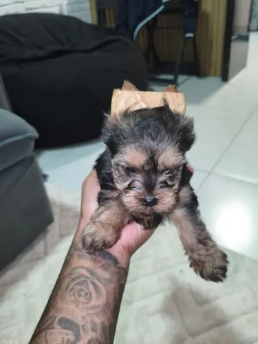 Yorkshire Terrier Fêmea