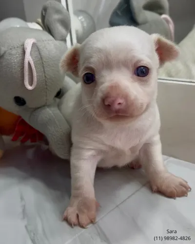 Filhote de Chihuahua macho - branco dos olhos azuis.