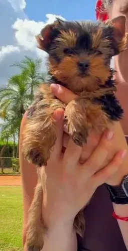 Cachorro Yorkshire Terrier Fêmea