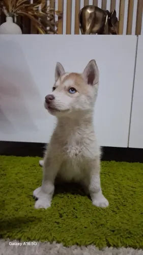 Filhote Femea de Husky Siberiano