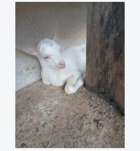 cabritinho