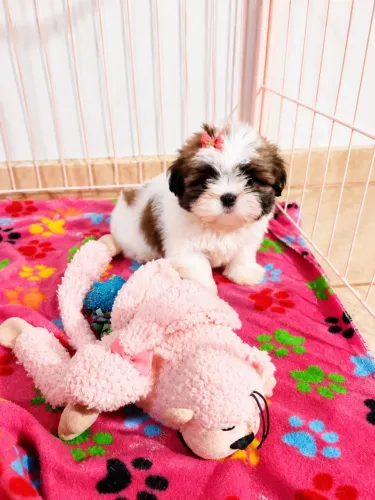 SHIH TZU MINI PRONTA ENTREGA 10X