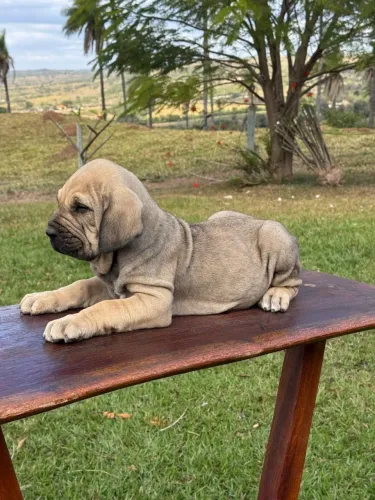 Fila brasileiro
