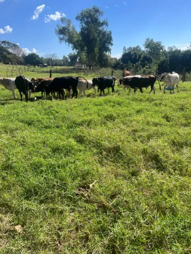 Lote 5 novilhas e 9 garrotes