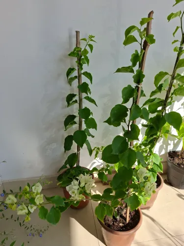 Bougainville