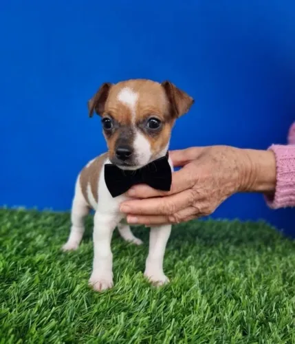Pinscher Macho Pronto Para o Novo Lar