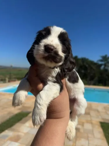 Cocker spaniel inglês 