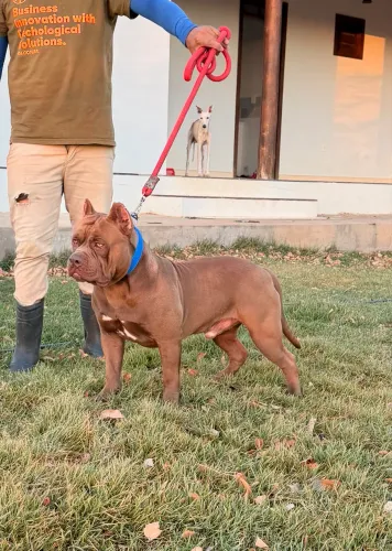 Jovem Brazilian Bull macho