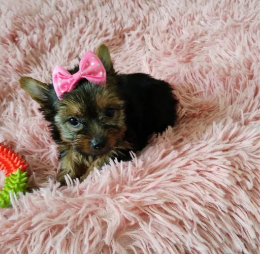 yorkshire Pelagem sedosa e alegre