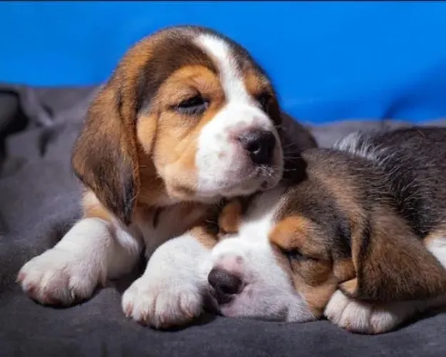 Beagle Mini Filhotes Tricolores Pura Perfeição.