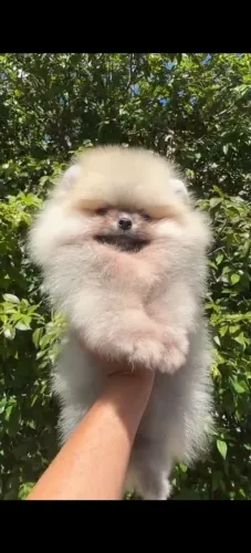 Lulu da Pomerânia 