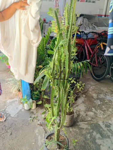Vendo Cacto 