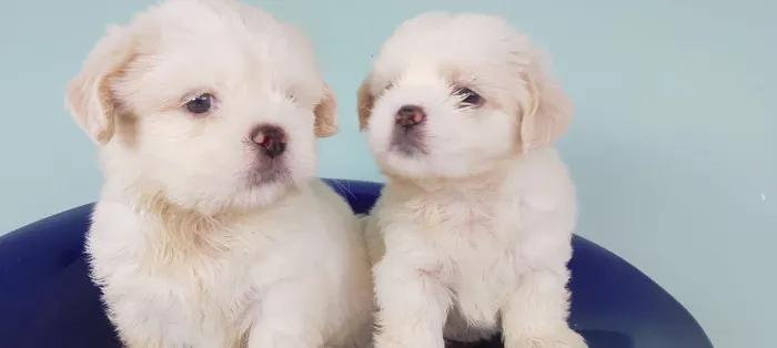 VENDO SHIH TZU..... MACHO PURO
