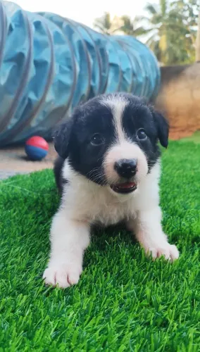 Filhote de Border Collie
