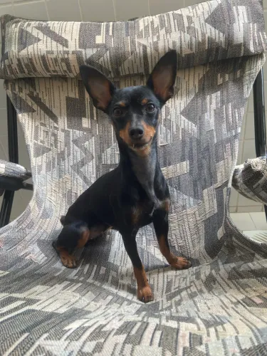 Tomo conta dos seus animais .