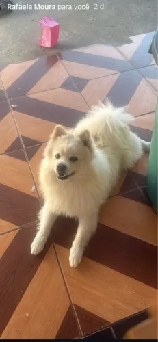 Pomsky macho ( Sptiz) 