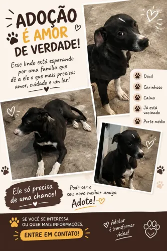 Cachorrinho Macho Procura um Novo Lar