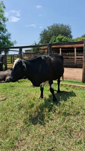 VENDE-SE VACA INDO PARA A 3 CRIA