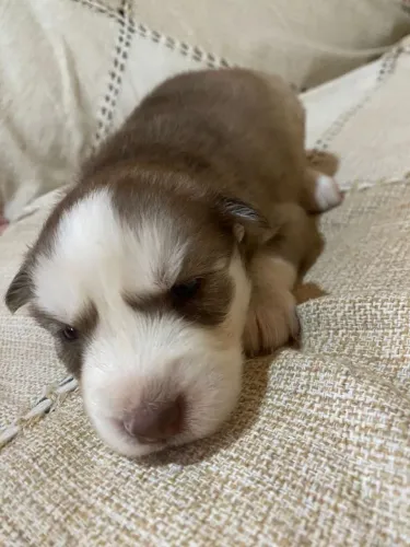 Cachorro fêmea