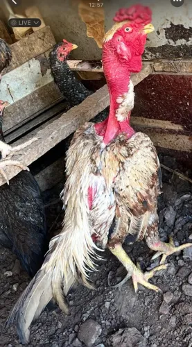 Galo índio polaco mandagascar...