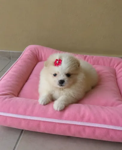 Lulu da pomerania anã fêmea ursinha com caminha