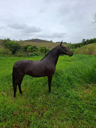 Potra Mangalarga Registrada