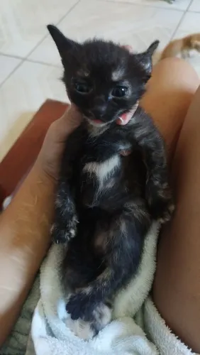 Adoção de gatinhos
