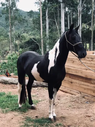 Vendo cavalo documentado