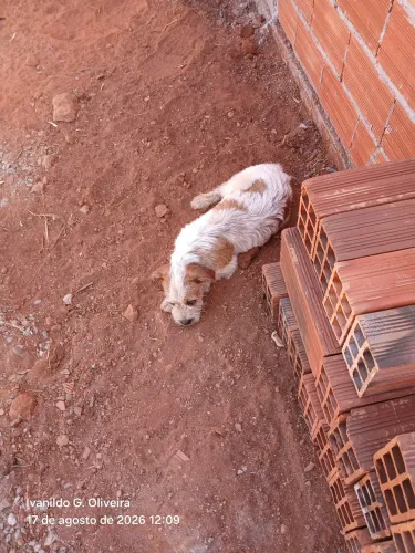 Doação de filhote de cachorro