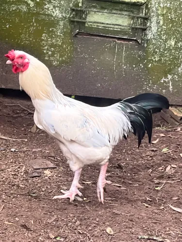 Galo