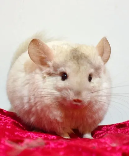 Chinchila Branca filhote(com veterinário responsável e especialista) 12x sem juros