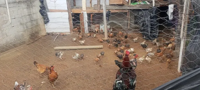 Pintinhos pesadão colorido 40dias