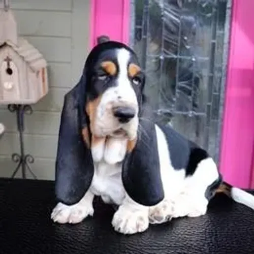 Basset Hound,Basset Hound Filhote Muito Amoroso e Dócil
