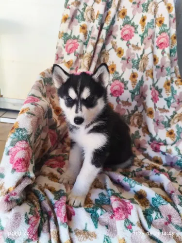 Husky siberiano fêmea 