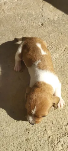 Vendo Cachorros raça Dachshund (Salsicha)